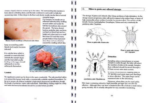 Mite Identification Chart